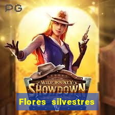 Flores silvestres brasileiras 25